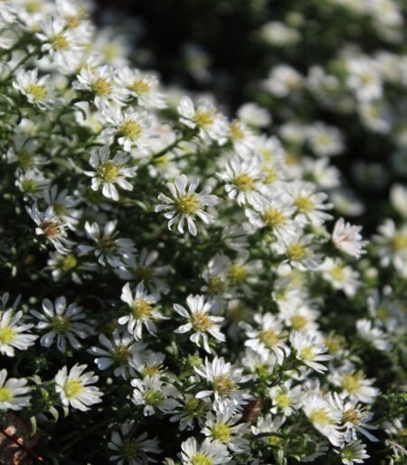 Астра вересковидная Сноу Флури