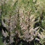 Астильба Бронзелауб