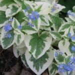 Бруннера Вариегата