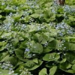 Бруннера сибирская