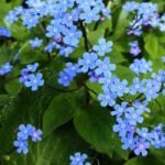 Бруннера сибирская