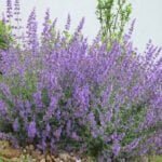 Котовник Сикс Хиллс Гиант