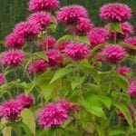 Монарда Пинк Лейс