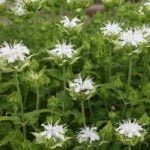 Монарда Шнеевихтен