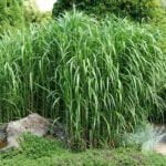 Мискантус гигантский