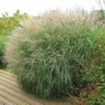 Мискантус китайский Адажио