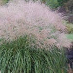 Мискантус китайский Герман Мюссель