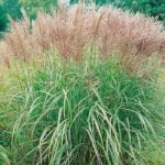 Мискантус китайский Давид