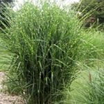 Мискантус китайский Зебринус