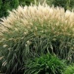 Мискантус китайский Зильберфедер