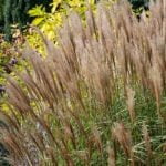 Мискантус китайский Кляйн Сильберспайн