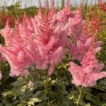 Астильба Айс Крим