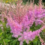 Астильба Гиацинт
