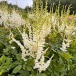 Астильба Кёнинг Альберт