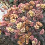 Очиток видный Оранж Ксенокс