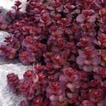 Очиток ложный Вуду