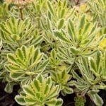 Очиток Миддендорфа Вариегата