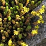 Очиток шестигранный