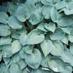 Хоста Абиква Блю Кринклс