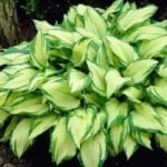 Хоста Альбопикта