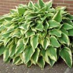 Хоста Антиох