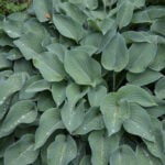 Хоста Блю Веджвуд
