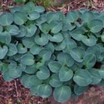 Хоста Блю Маус Иас