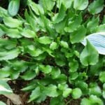 Хоста Брайдгрум