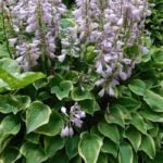 Хоста Вероника Лэйк