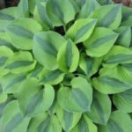 Хоста Луна Мот