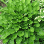 Хоста Тиспун