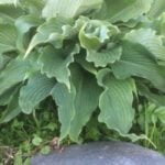 Хоста Чилдхуд Фэнтэзи