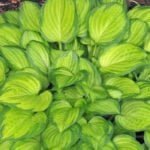 Хоста Эмеральд Тиара