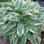 Хоста Волверайн