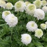 Анемона лесная Флоре Плена