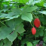 Подофилл Эмода