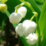 Ландыш Кейске