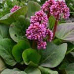 Бадан сердцелистный