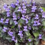 Фиалка лабродорская