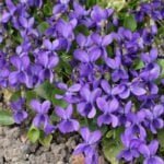 Фиалка душистая