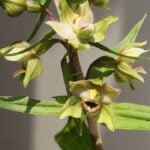 Эпипактис широколистный