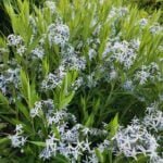 Амсония иволистная