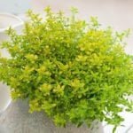 Тимьян цитрусопахнущий Ауреус