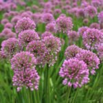 Лук Миллениум