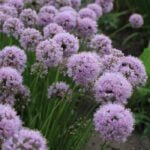 Лук Ин Орбит