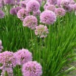 Лук стареющий