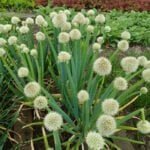 Лук аскалонский