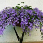 Колокольчик Пожарского