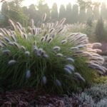 Пеннисетум Блэк Бьюти