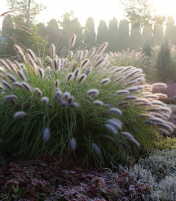 Главная 25001 pennisetum bljek bjuti 01